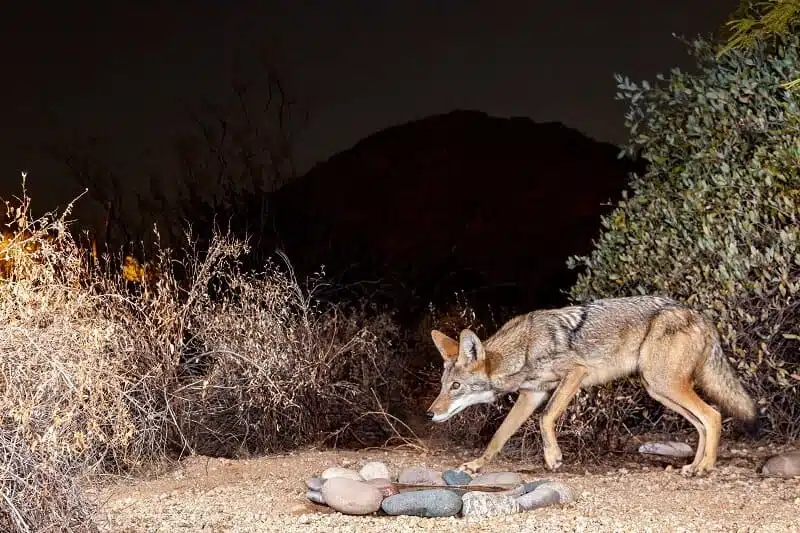 Coyote Portrait at night