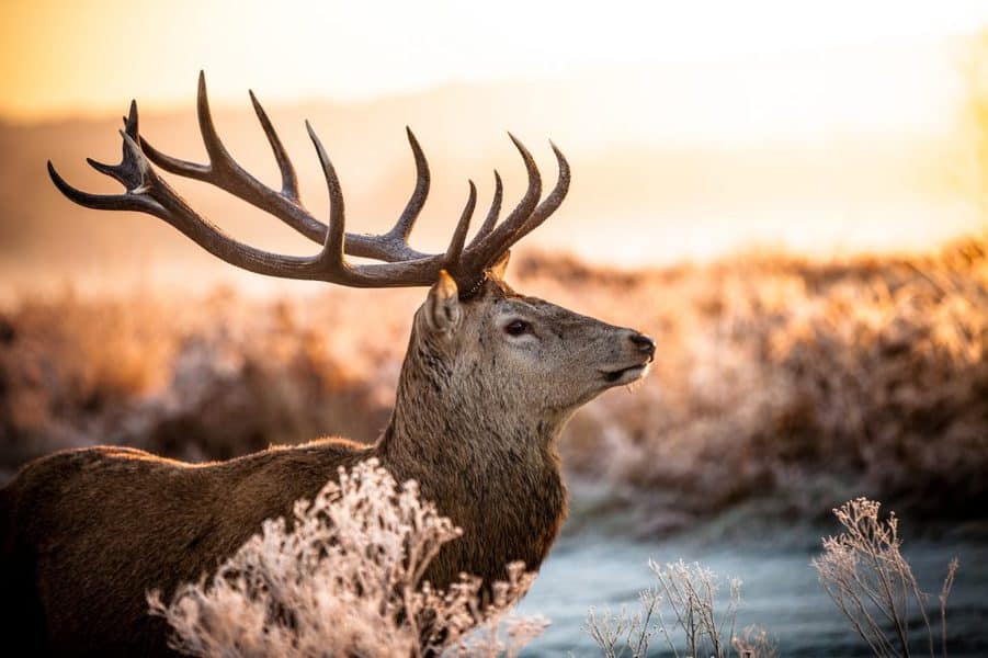 animal with big antlers