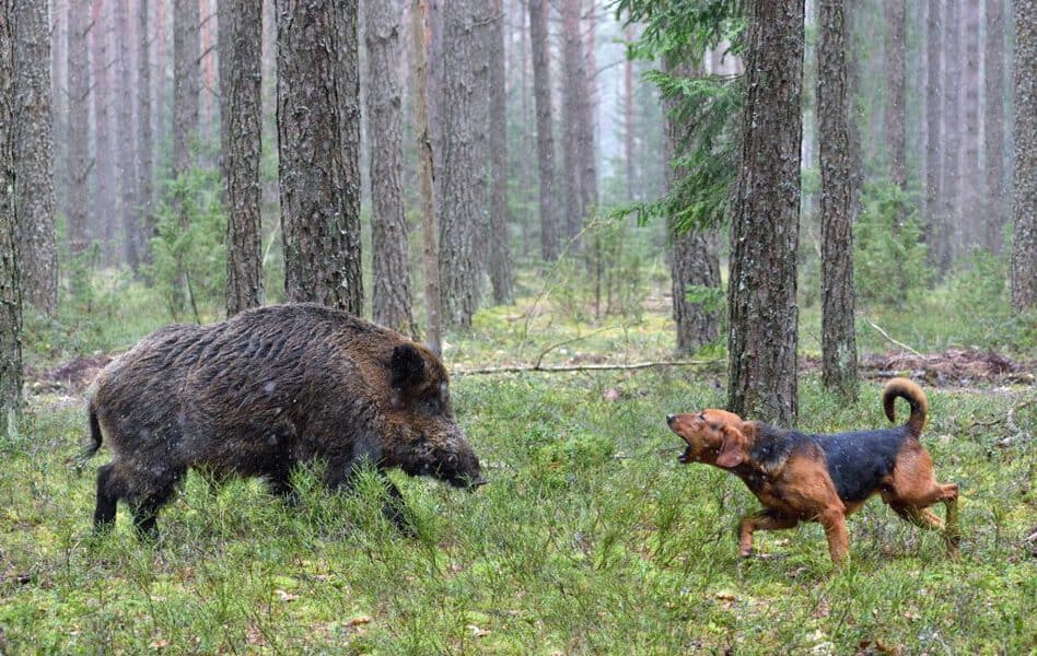 what kind of dogs are used for coyote hunting