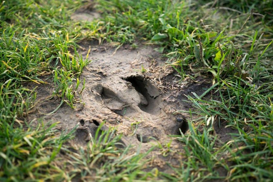 animal footprint on mud