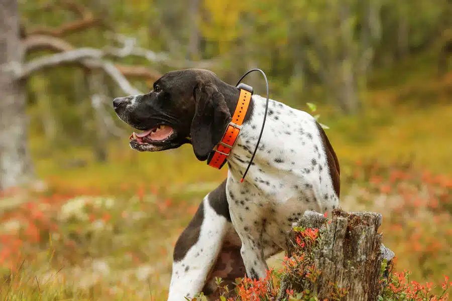 Dog english pointer