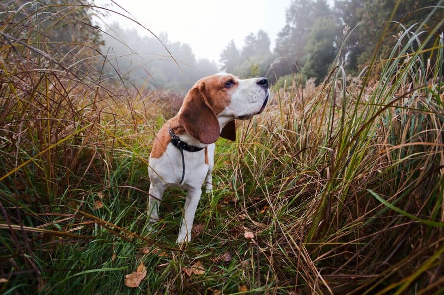 beagle in forest