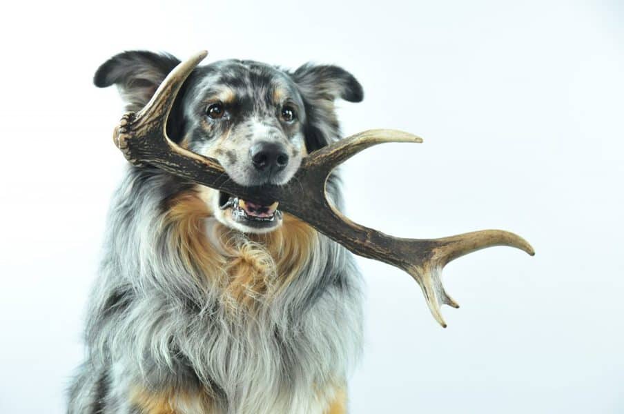 can you train an older dog to hunt