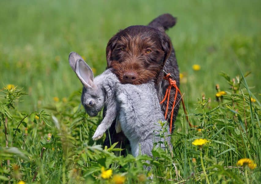 dog with rabbit