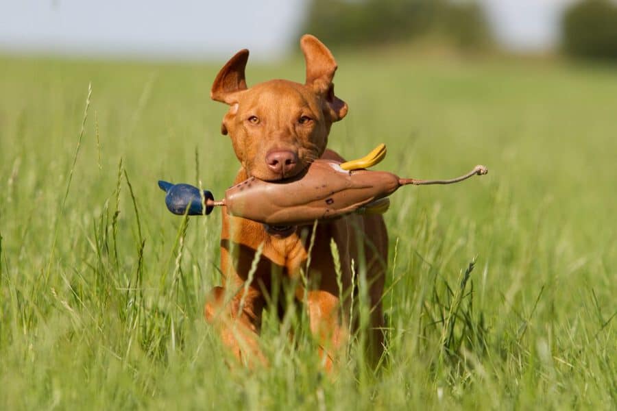 dog in tall grass