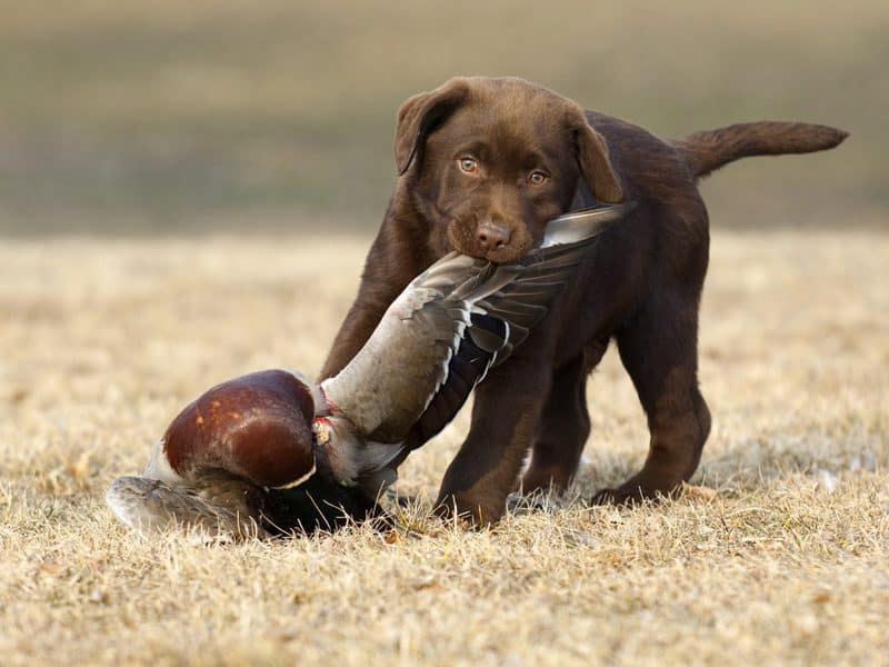 dog with bird