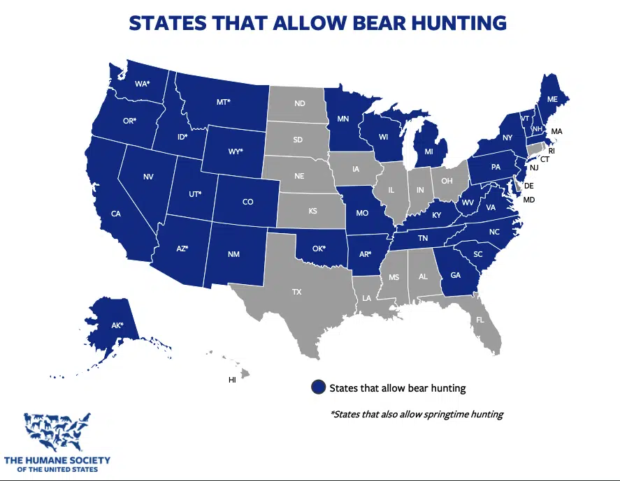 states that allow bear hunting