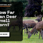 How Far Can Deer Smell Corn?