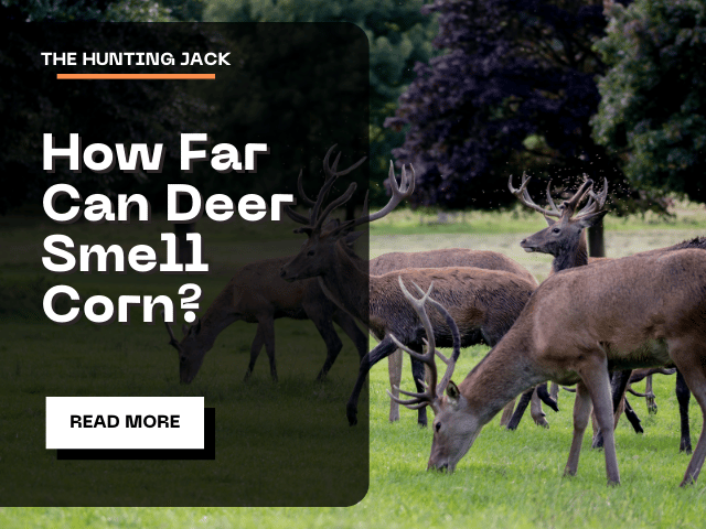 How Far Can Deer Smell Corn?